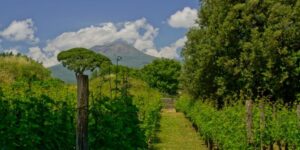 Vesuvius wine