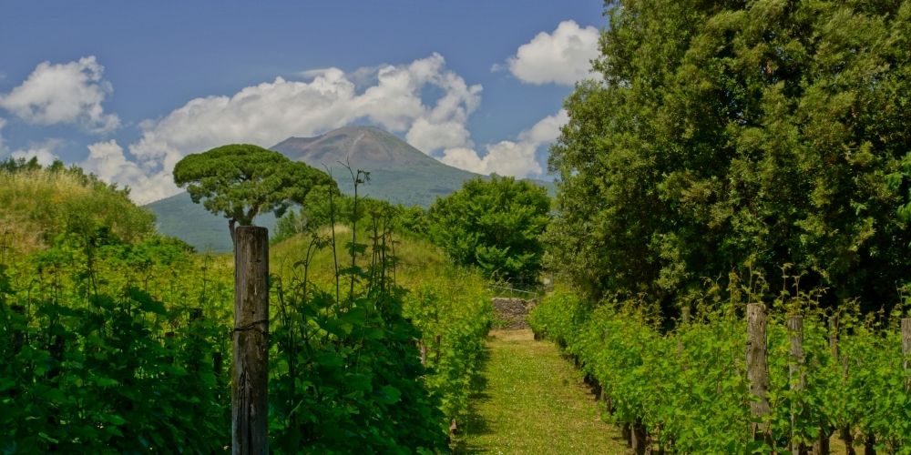 Wine tasting Vesuvius