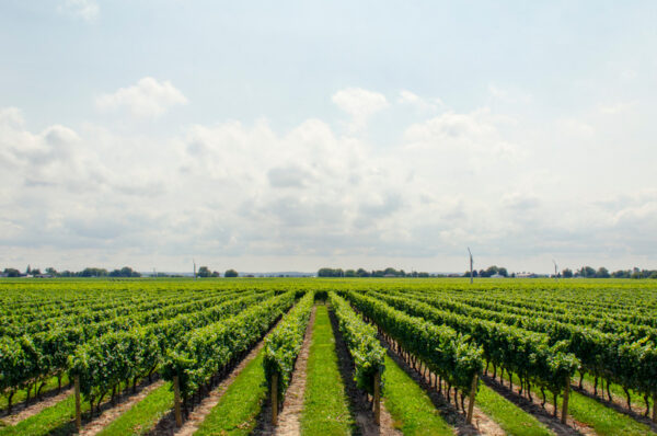 Castelli romani wine tour