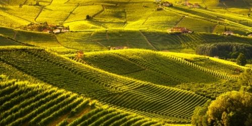 Langhe barolo