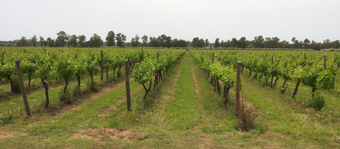 Vineyard Italy II - Bacco Tours
