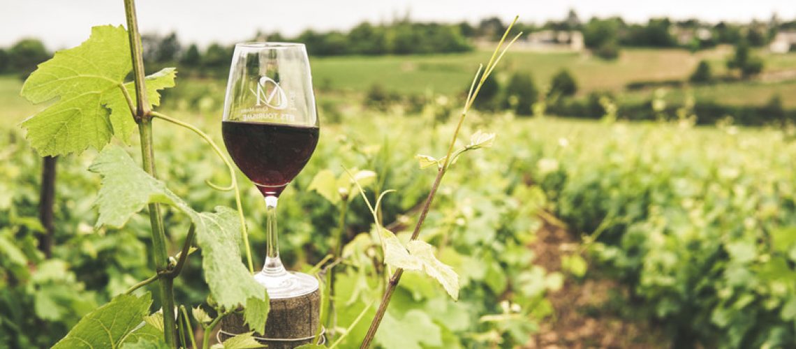 Primitivo