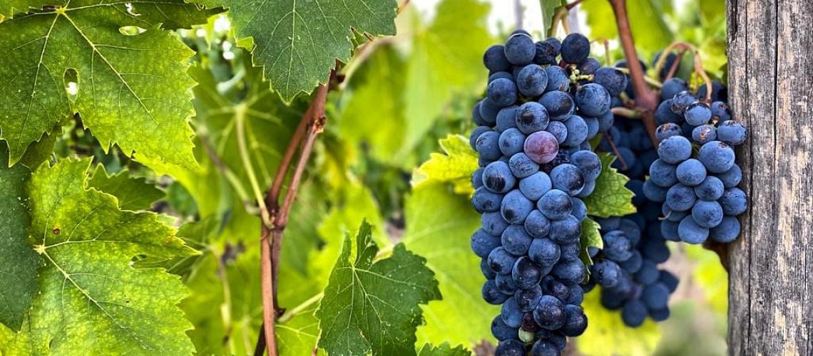 Grapes bacco tours