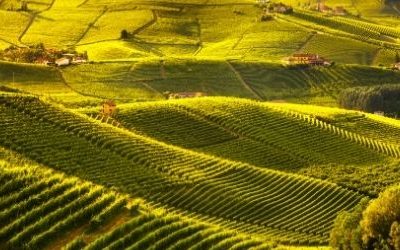 Langhe barolo