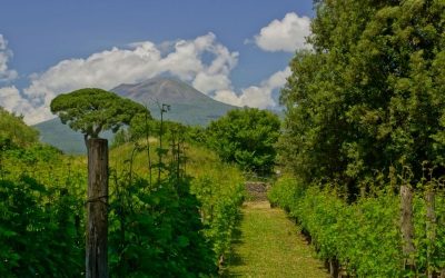 Vesuvius wine